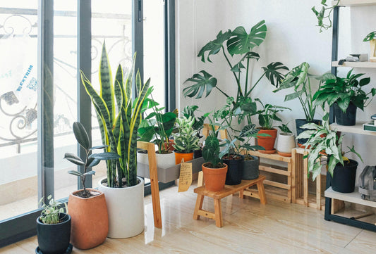 15 Easy-Care Plants for Beginners