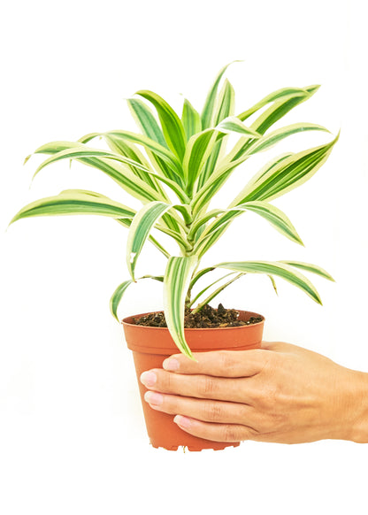 Dracaena 'Song of India', Small