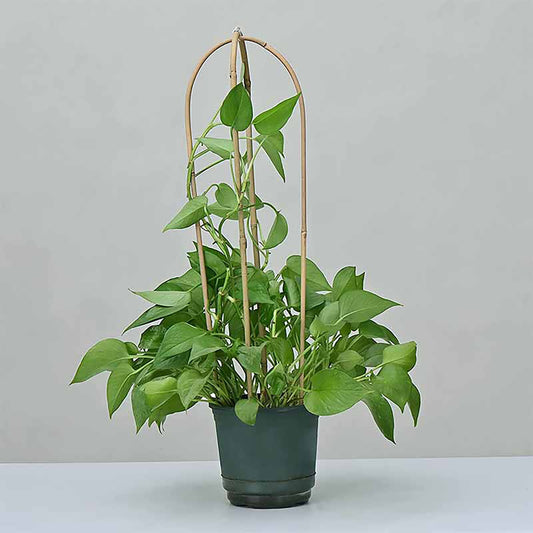 Bamboo Trellis (10 pack) - growthings plant co.