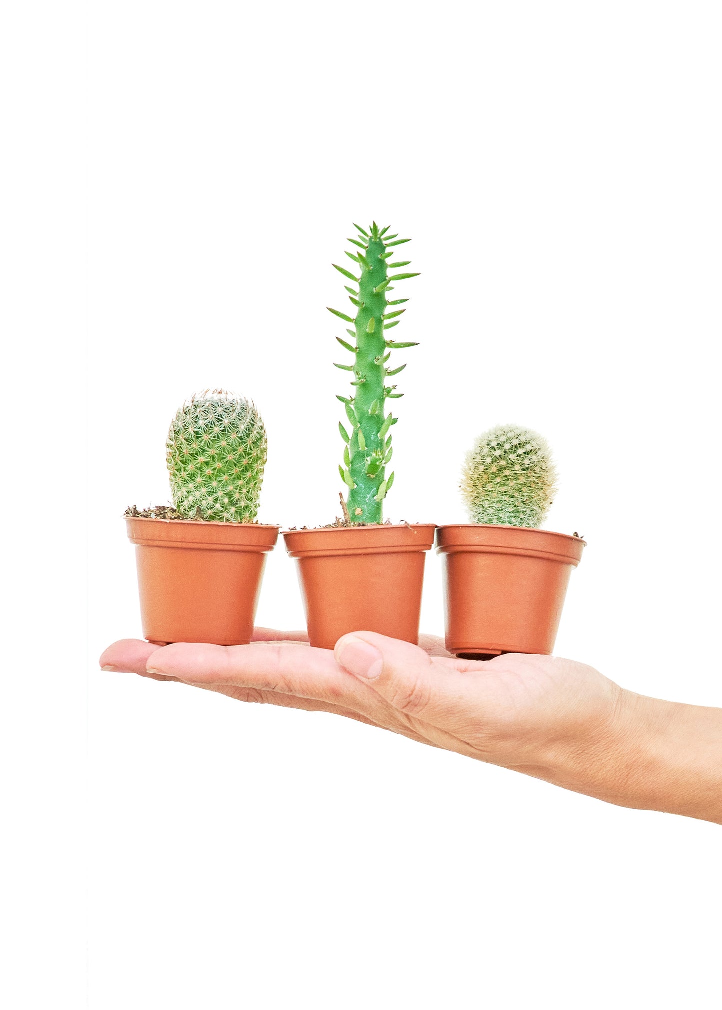 Mini Cactus Bundle - growthings plant co.