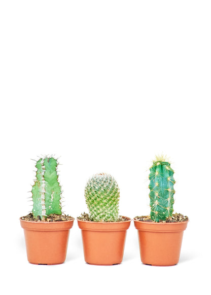 Mini Cactus Bundle - growthings plant co.