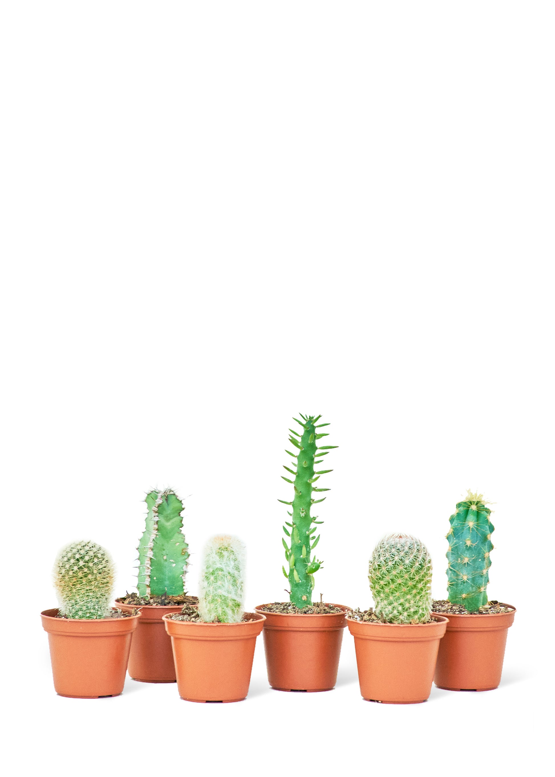 Mini Cactus Bundle - growthings plant co.