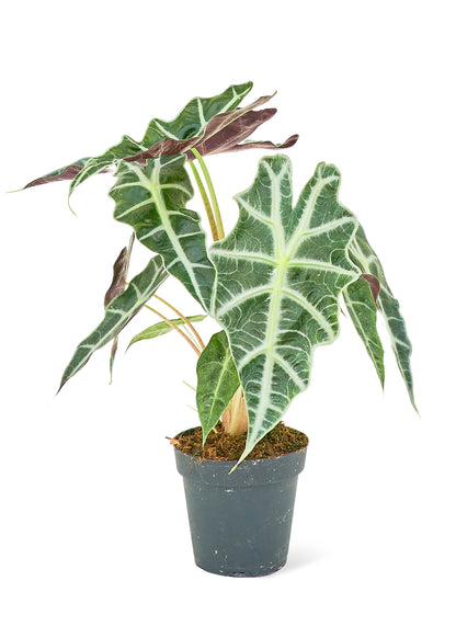 Alocasia 'Polly', Small - growthings plant co.