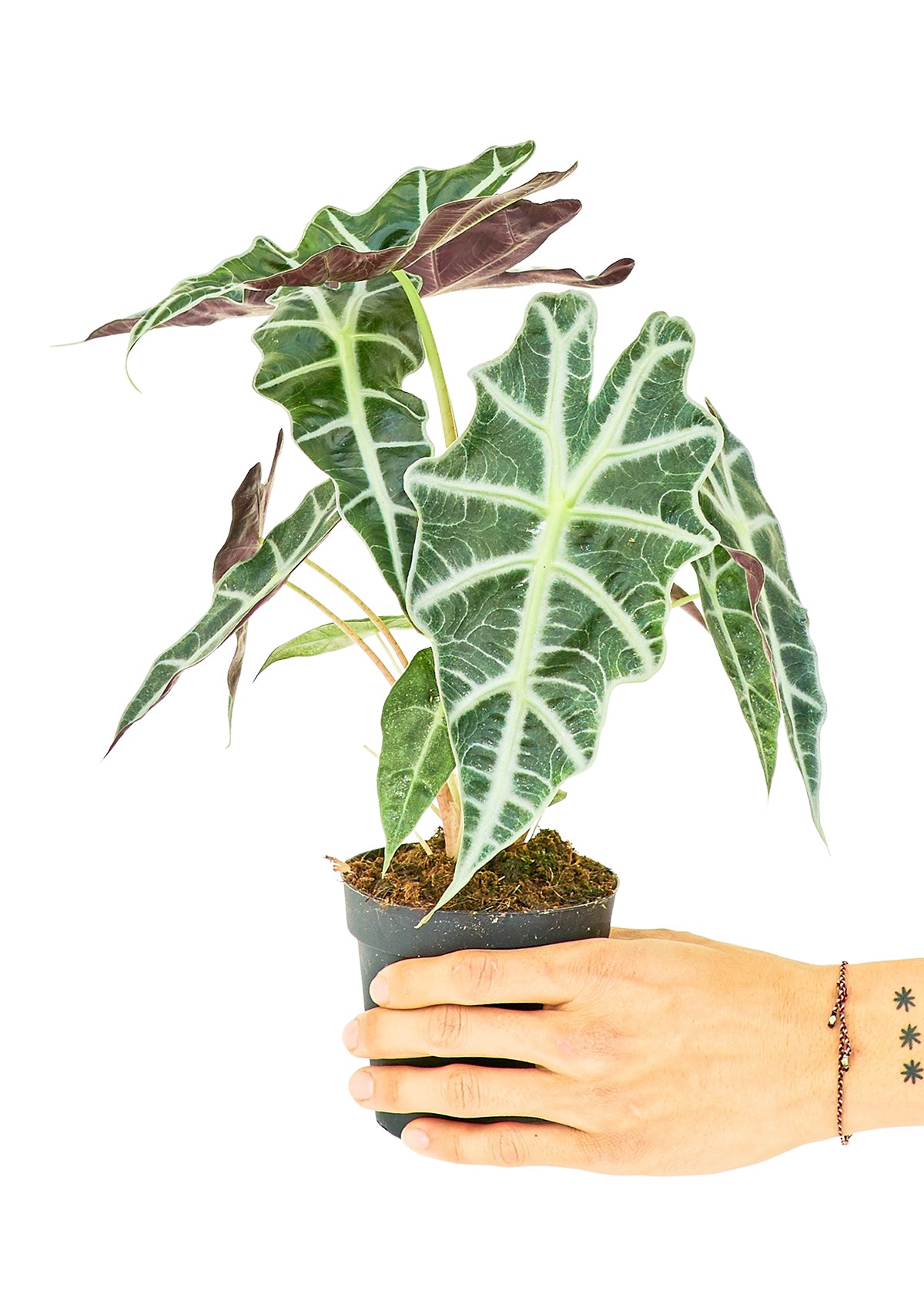 Alocasia 'Polly', Small - growthings plant co.