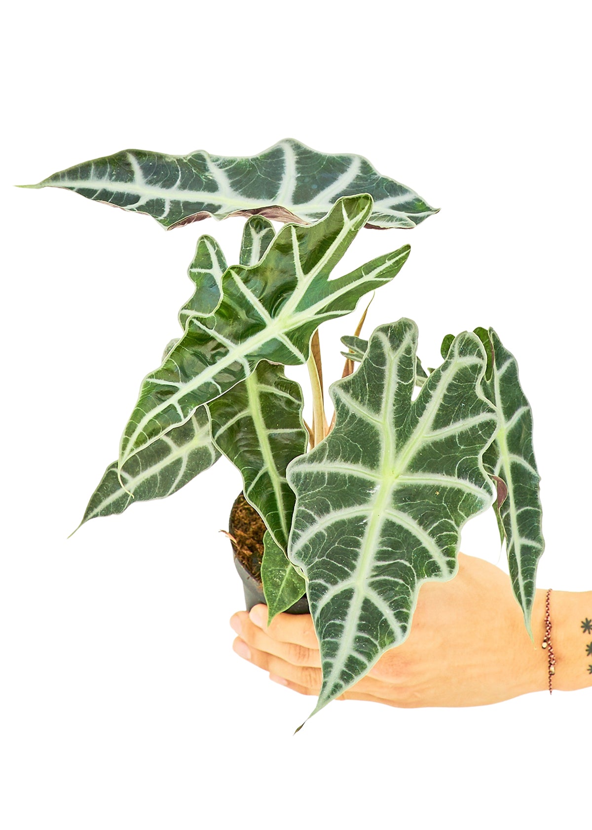 Alocasia 'Polly', Small - growthings plant co.