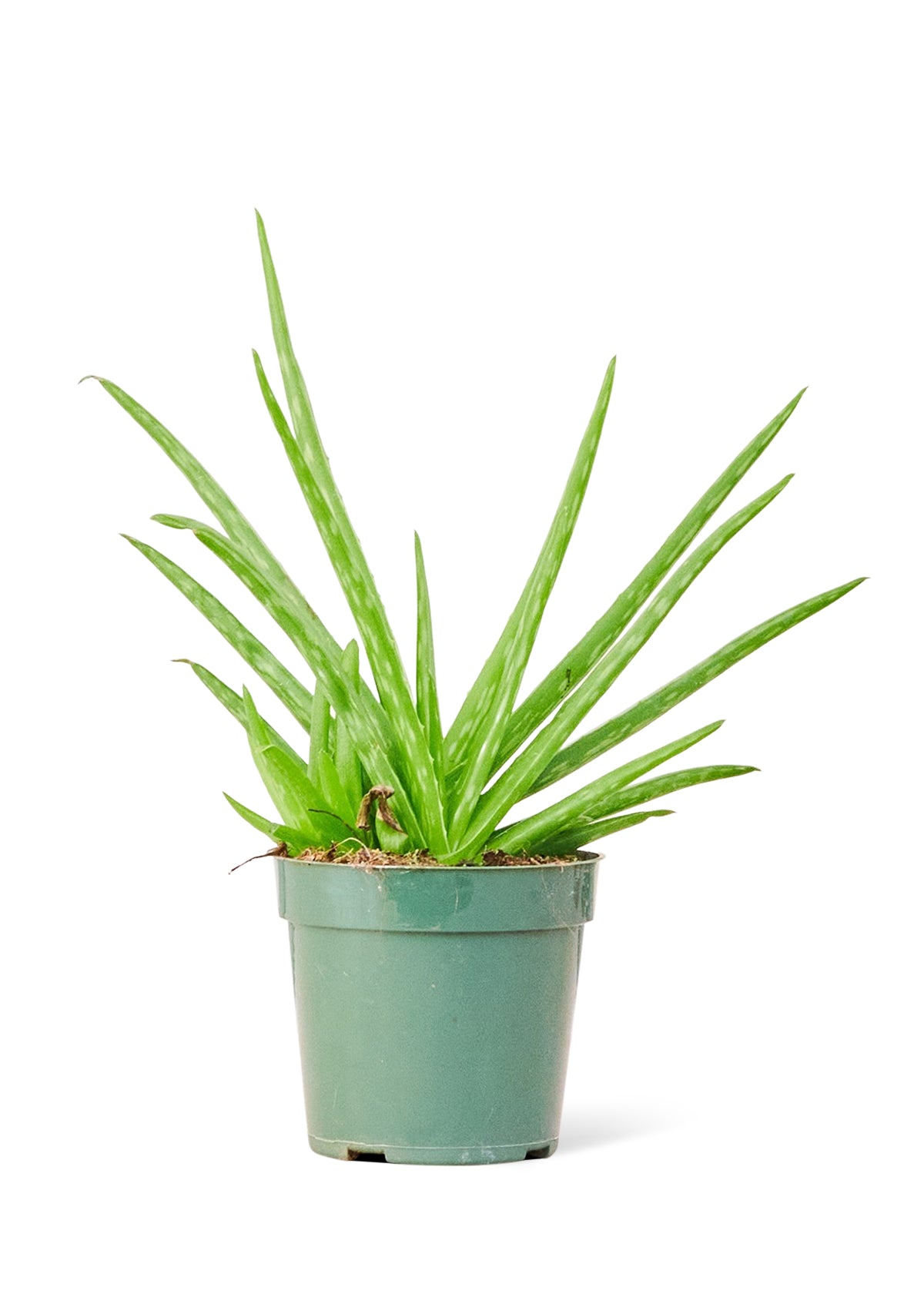 Aloe Vera, Small - growthings plant co.