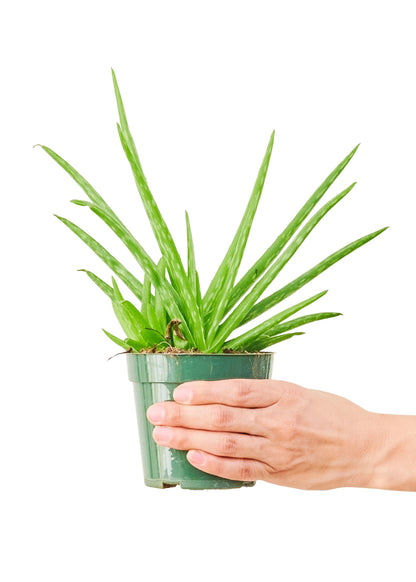 Aloe Vera, Small - growthings plant co.