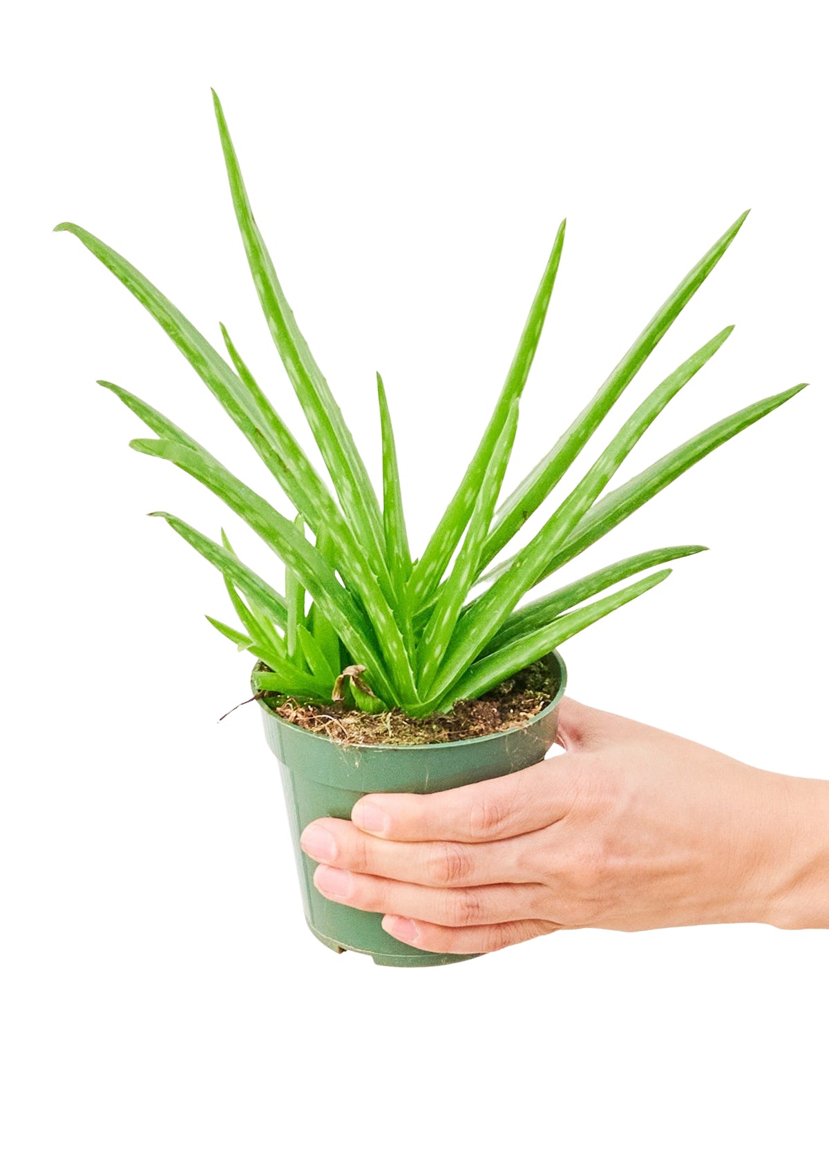 Aloe Vera, Small - growthings plant co.