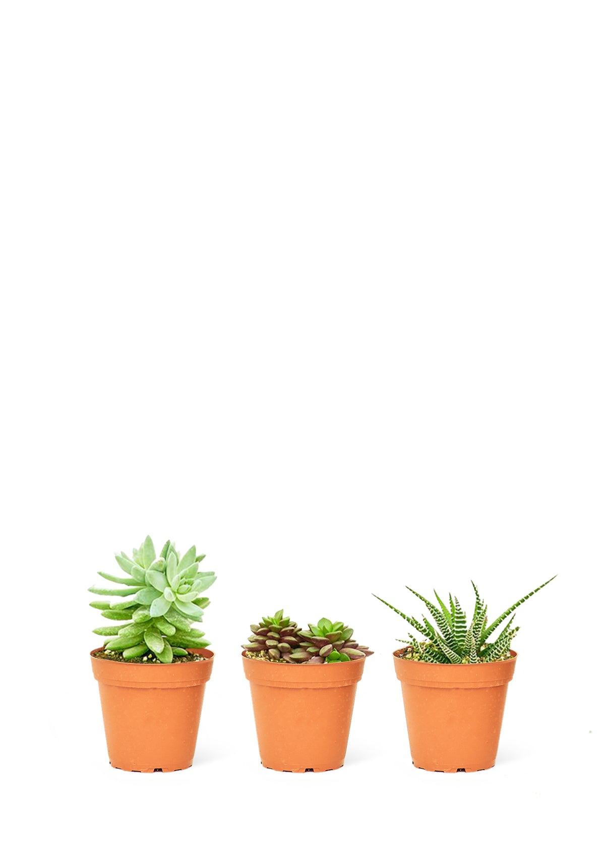 Mini Succulent Bundle - growthings plant co.