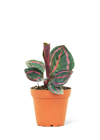 Calathea 'Dottie', Small - growthings plant co.