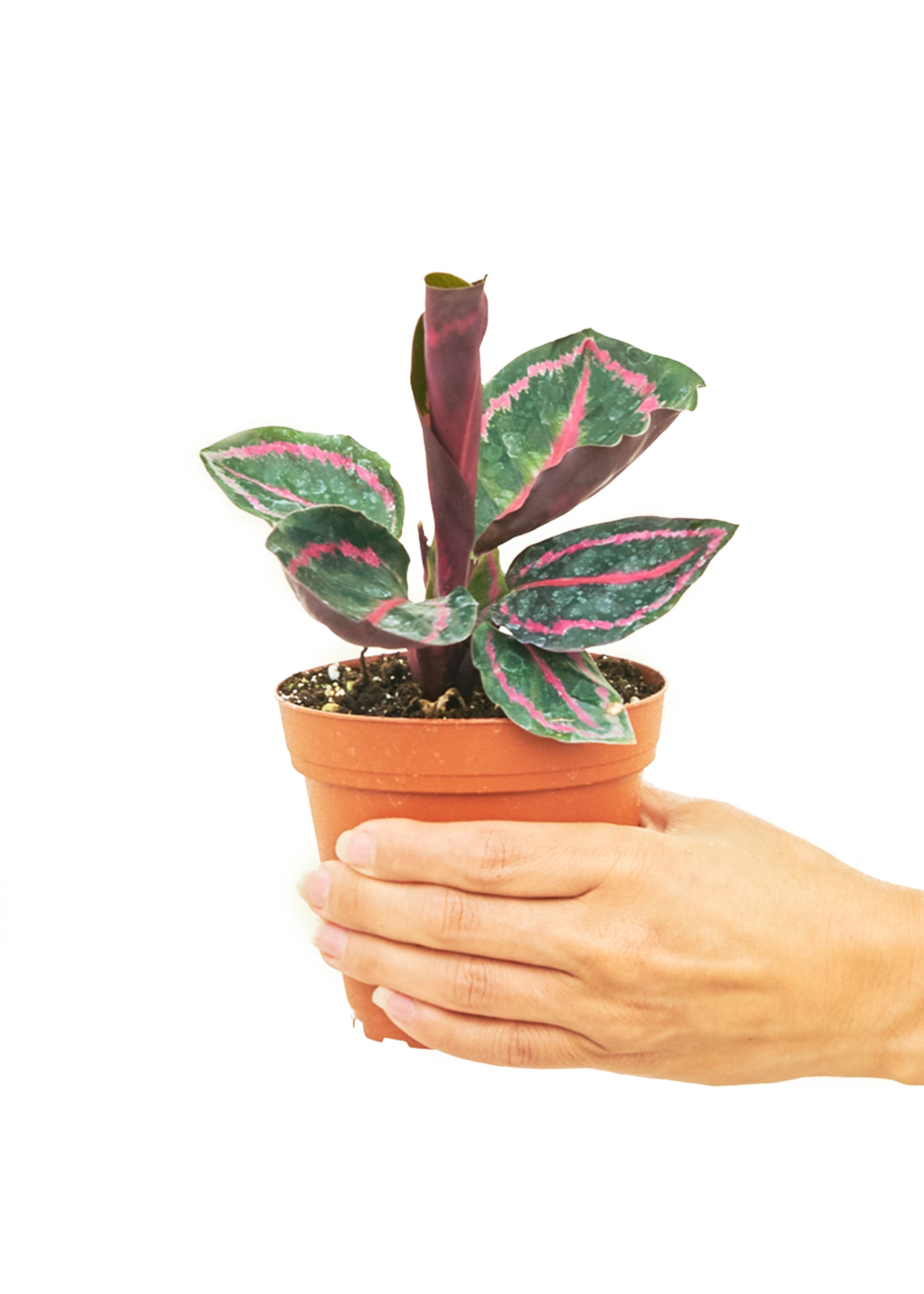 Calathea 'Dottie', Small - growthings plant co.