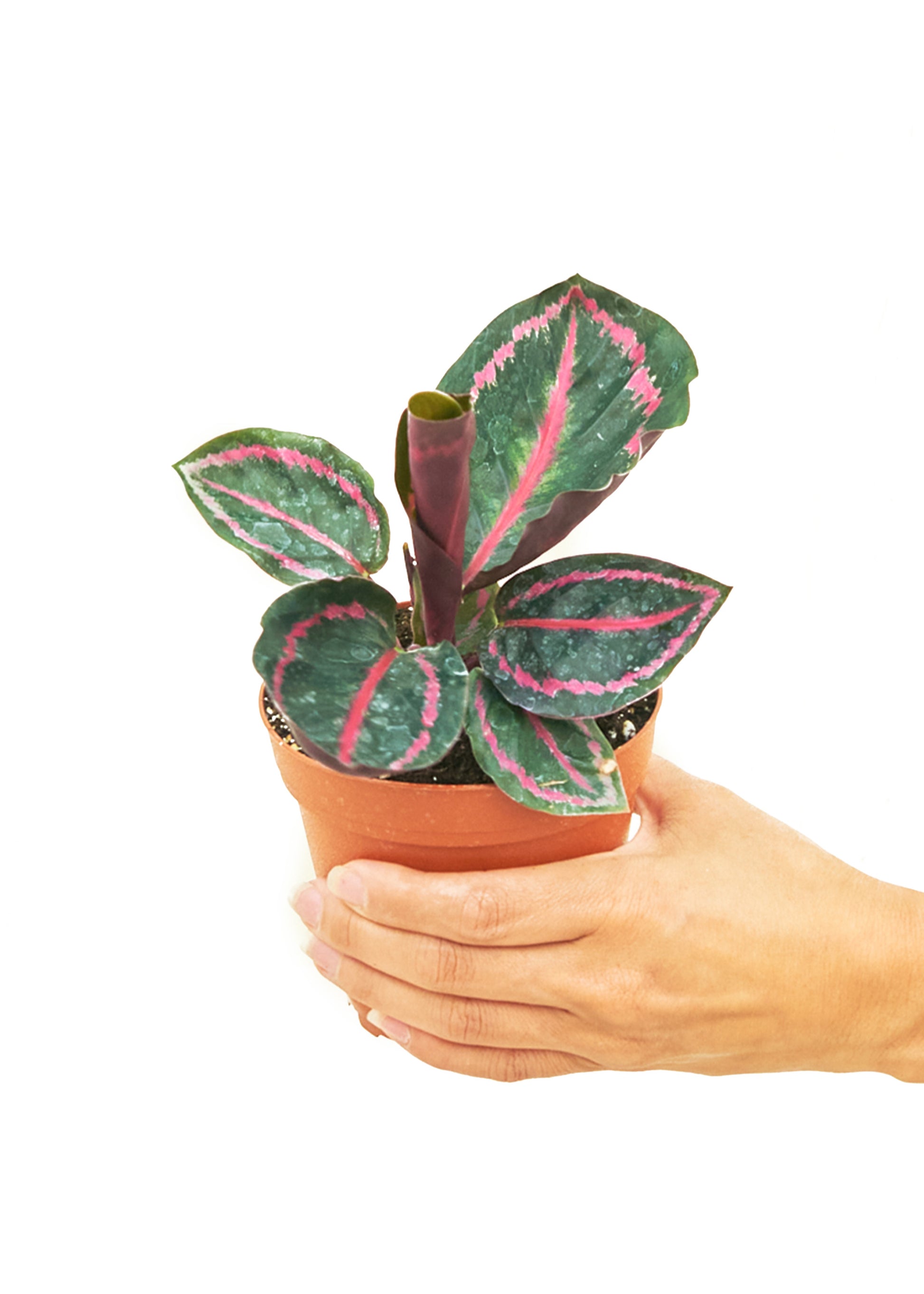 Calathea 'Dottie', Small - growthings plant co.