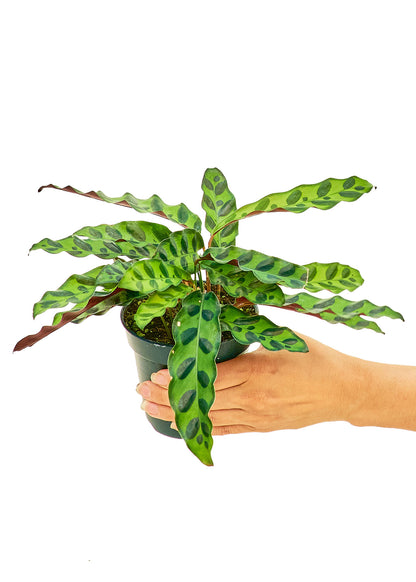 Calathea 'Rattlesnake', Small - growthings plant co.