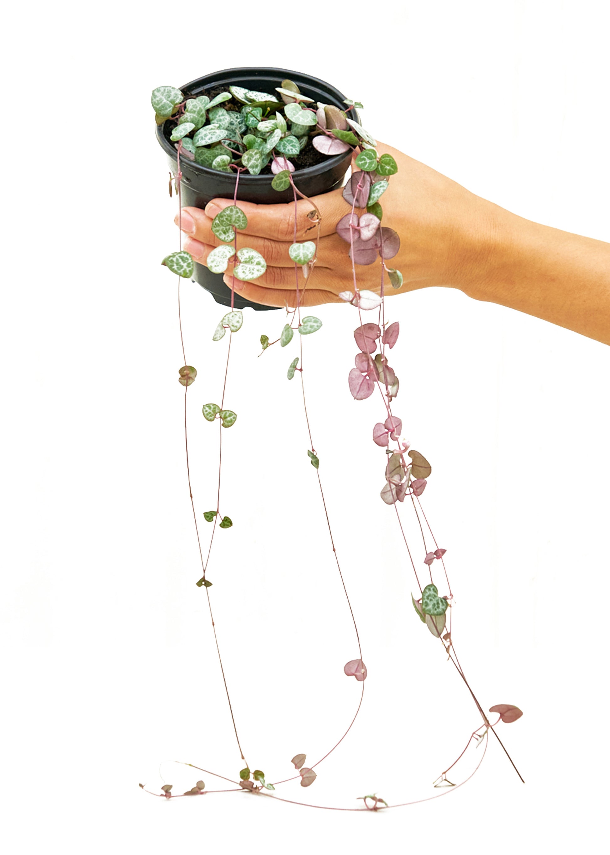 String of Hearts, Small - growthings plant co.