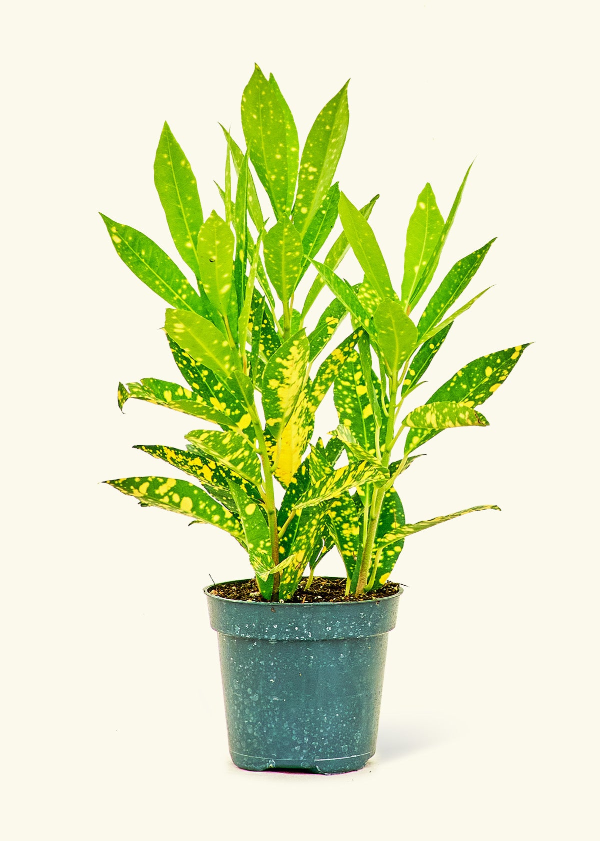 Croton 'Gold Dust' - growthings plant co.