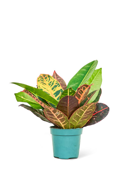 Croton 'Petra', Small - growthings plant co.