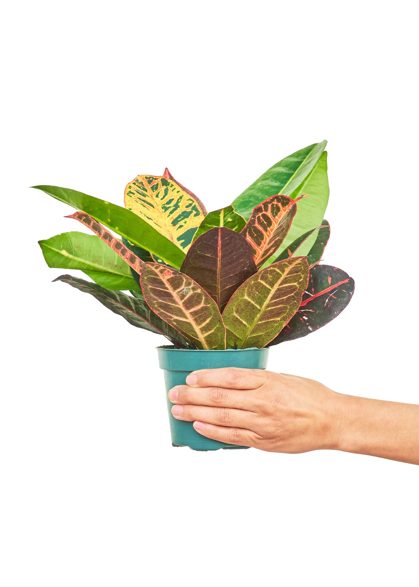 Croton 'Petra', Small - growthings plant co.