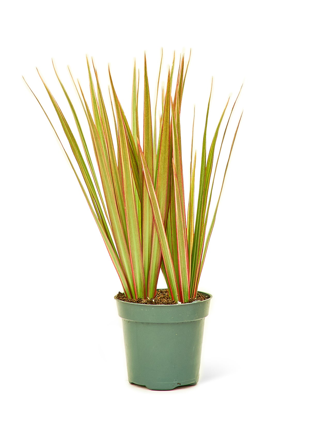 Bicolor Dragon Tree - growthings plant co.