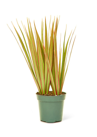Bicolor Dragon Tree - growthings plant co.