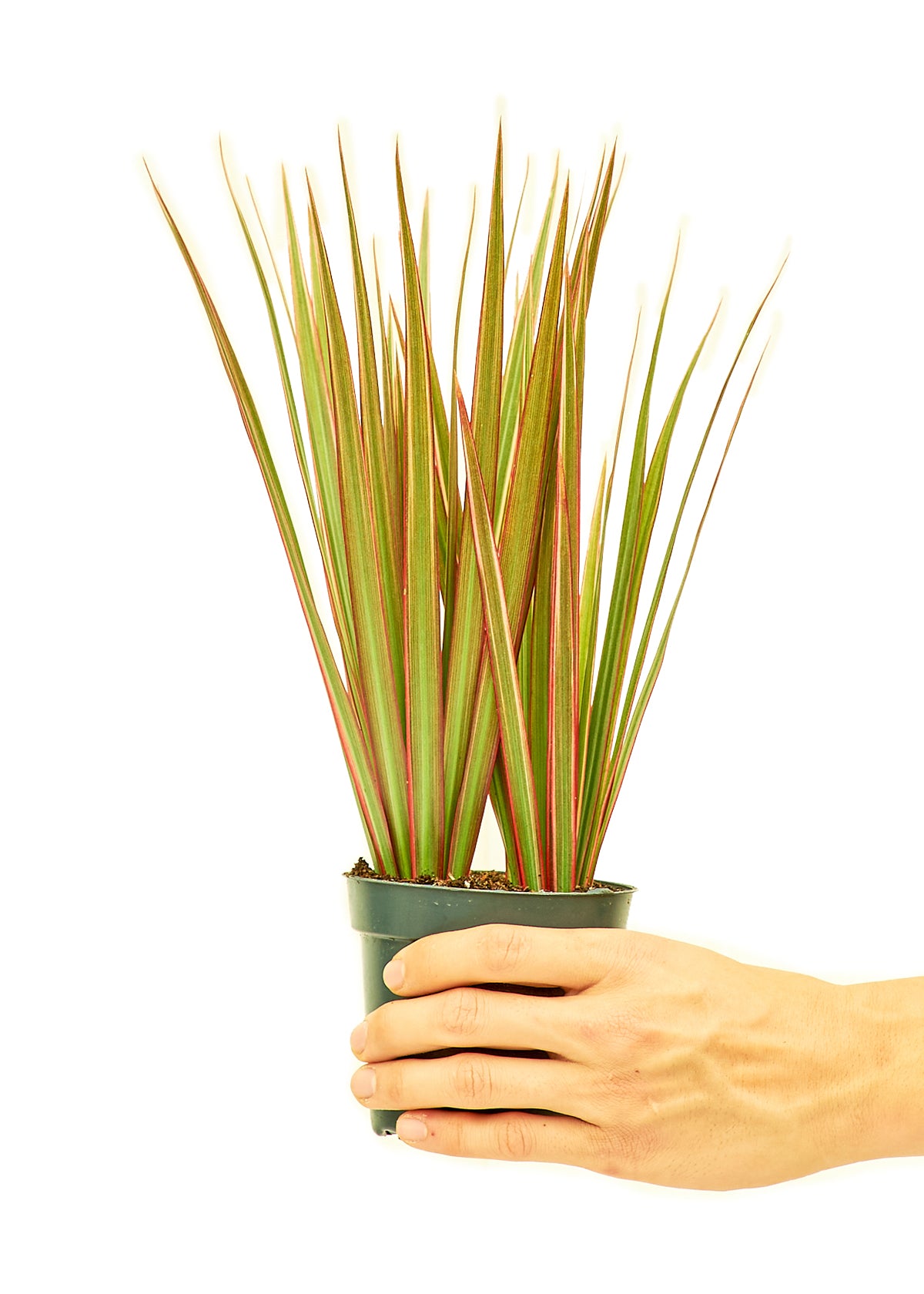 Bicolor Dragon Tree - growthings plant co.