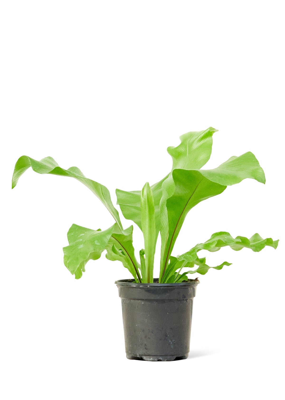 Bird's Nest Fern, Small - growthings plant co.