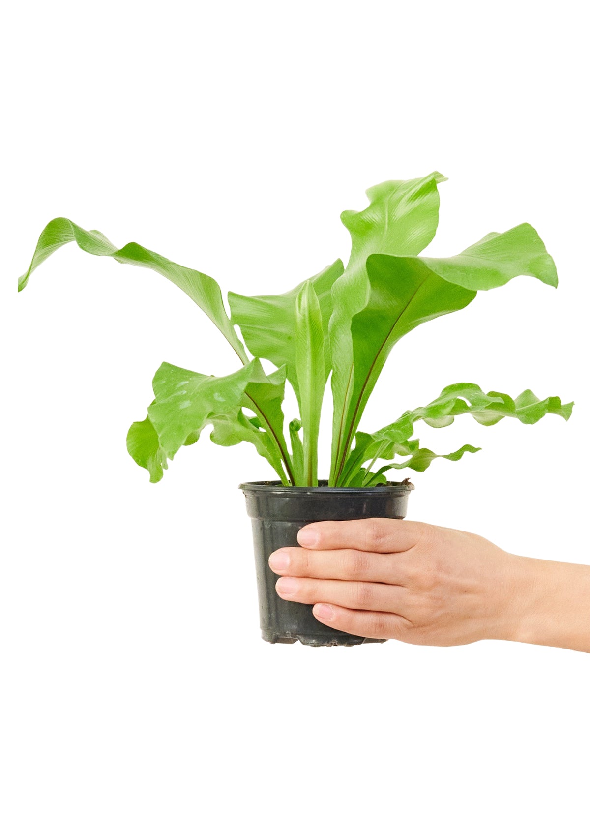 Bird's Nest Fern, Small - growthings plant co.