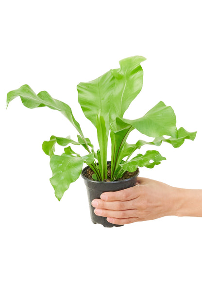 Bird's Nest Fern, Small - growthings plant co.