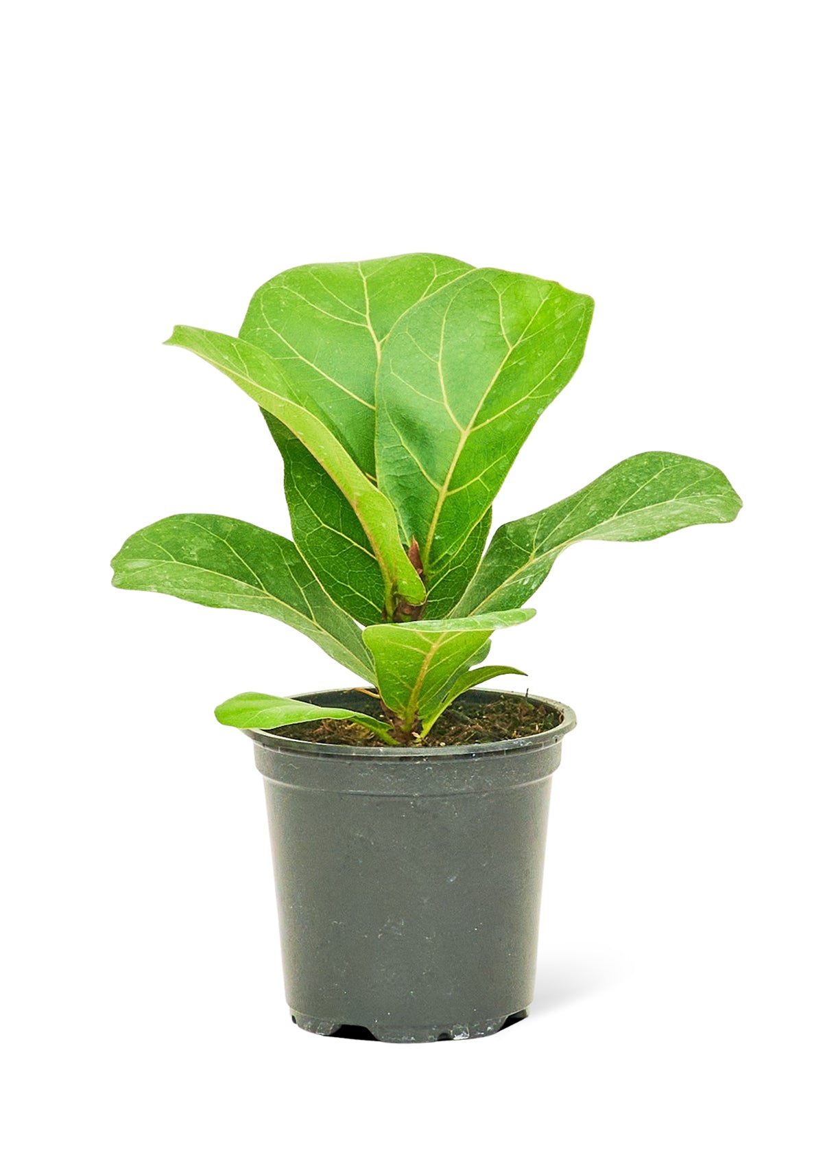 Fiddle Leaf Fig, Small - growthings plant co.