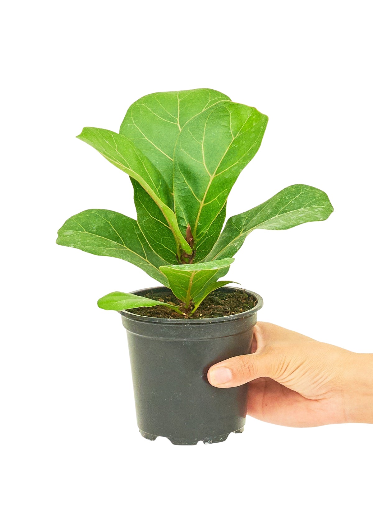 Fiddle Leaf Fig, Small - growthings plant co.