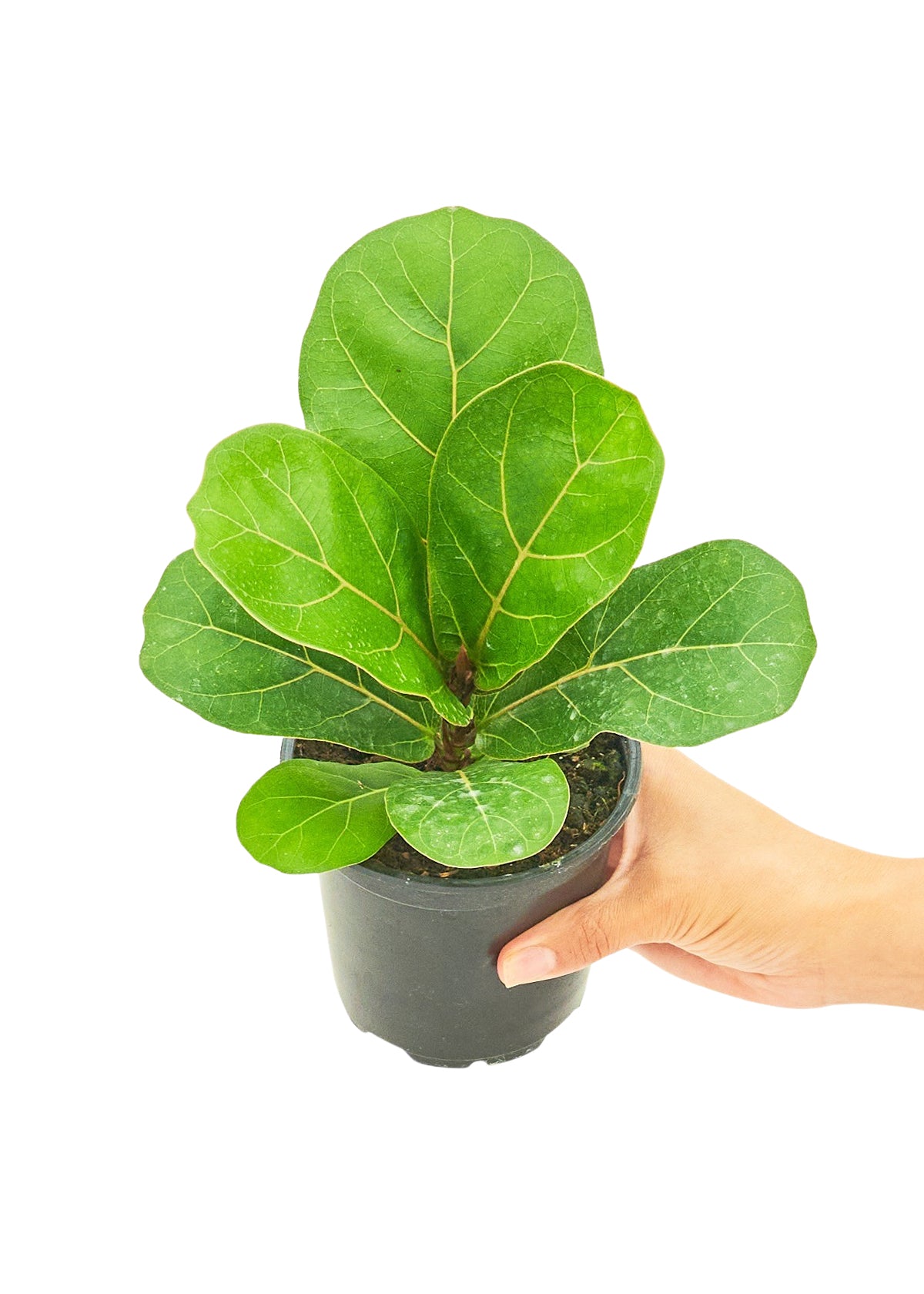 Fiddle Leaf Fig, Small - growthings plant co.