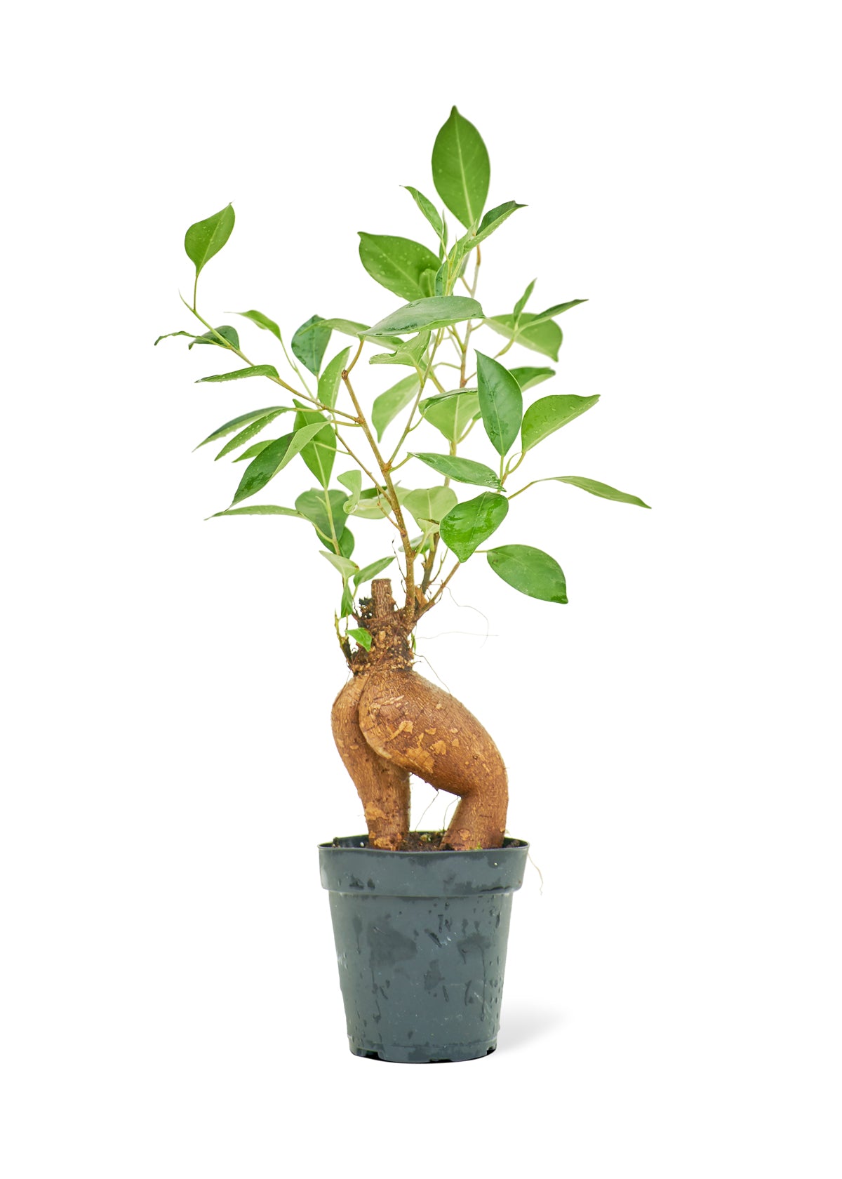 Ficus 'Ginseng', Small - growthings plant co.