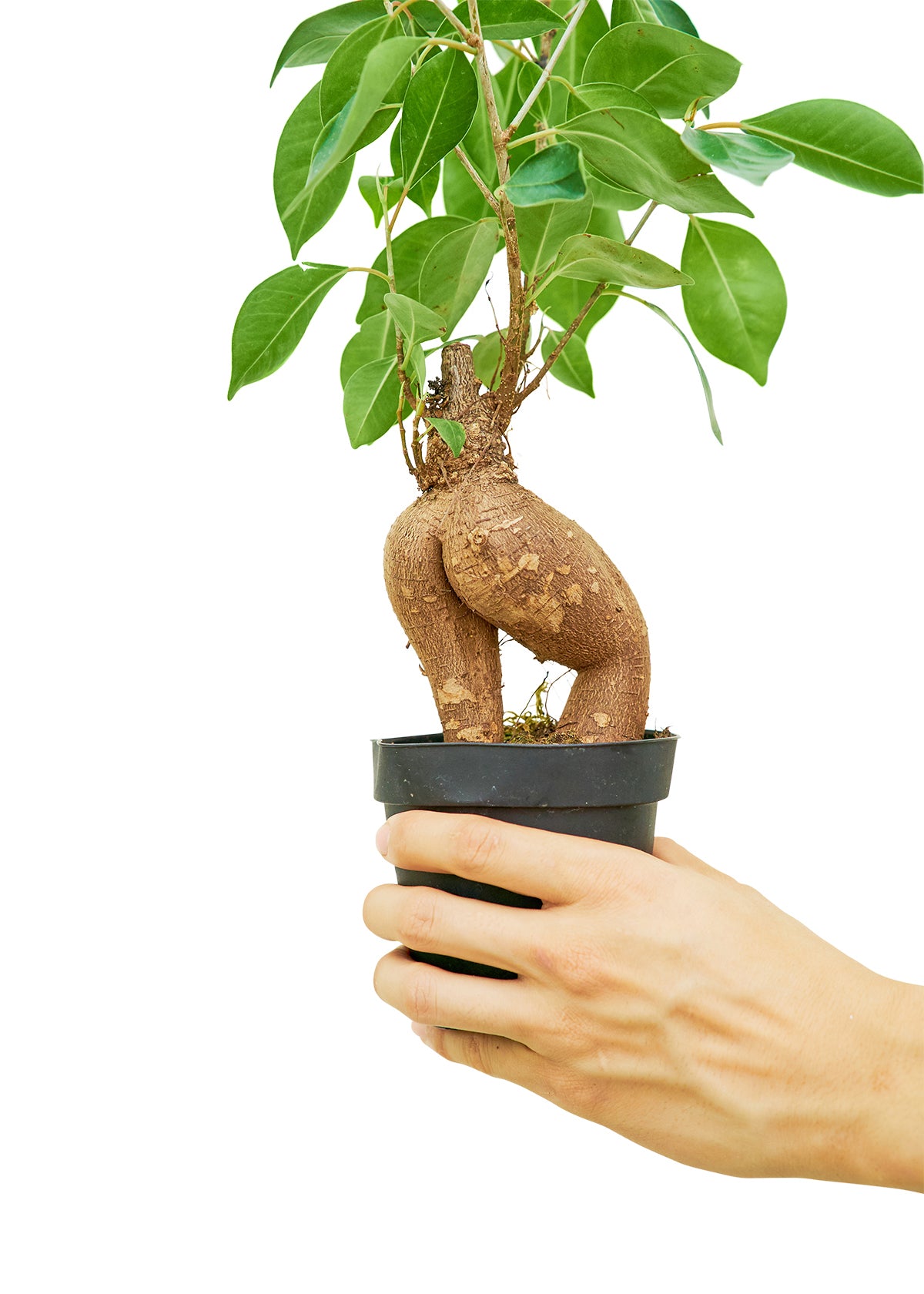 Ficus 'Ginseng', Small - growthings plant co.