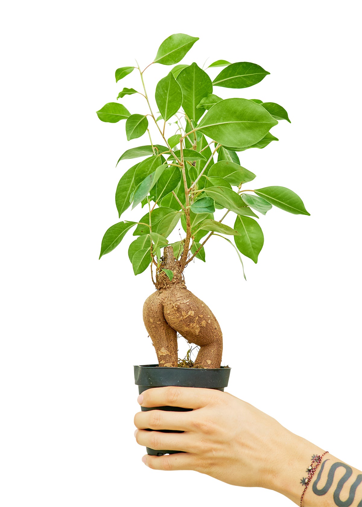 Ficus 'Ginseng', Small - growthings plant co.