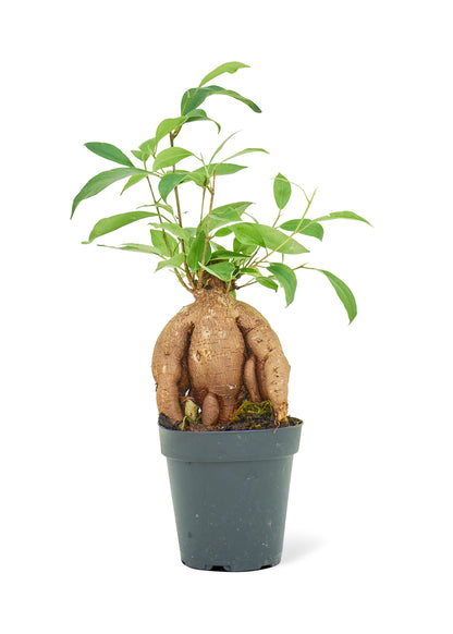 Ficus 'Ginseng', Small - growthings plant co.