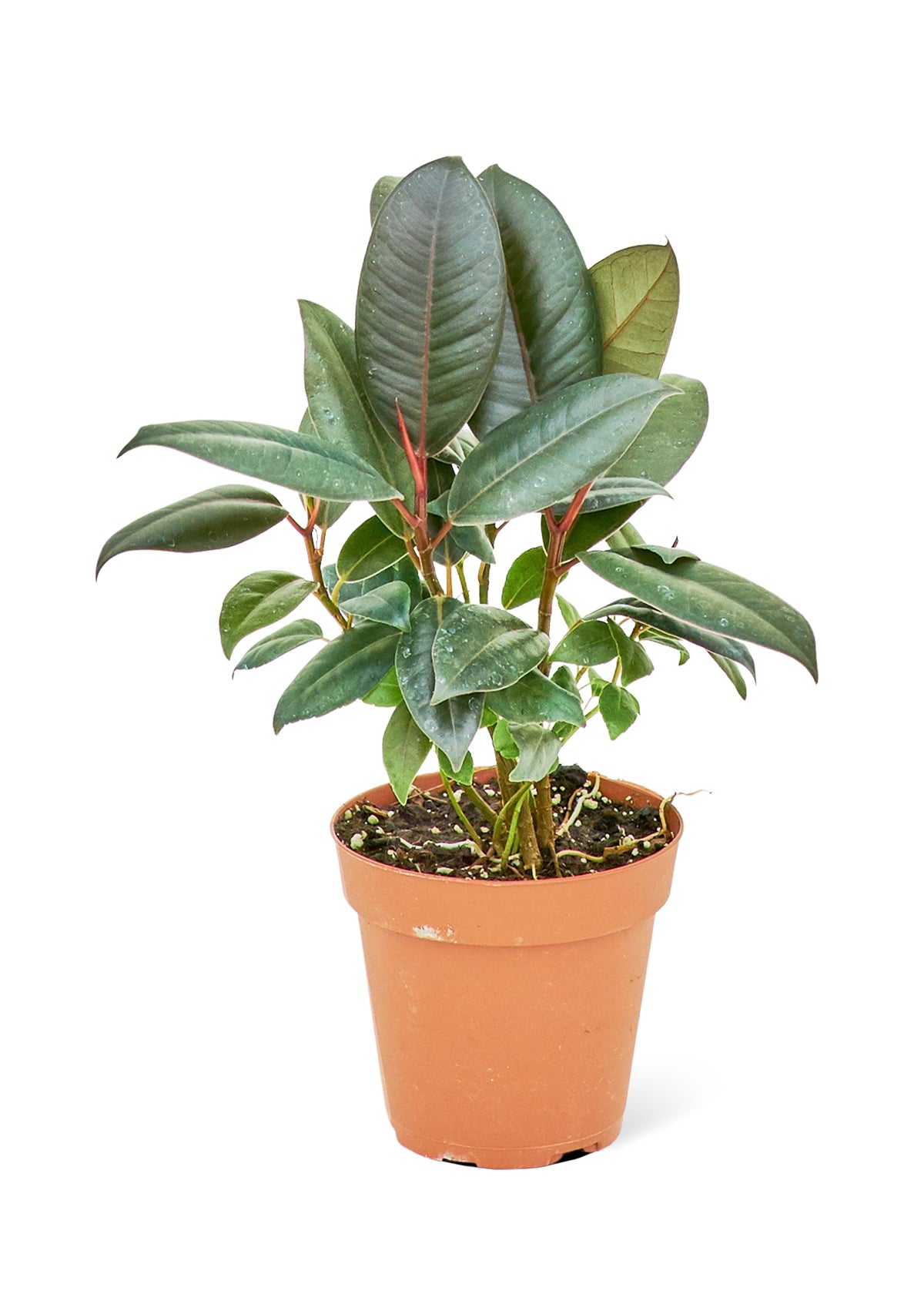 Rubber Tree, Small - growthings plant co.