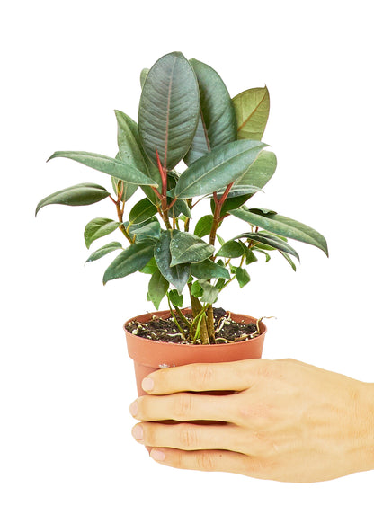 Rubber Tree, Small - growthings plant co.