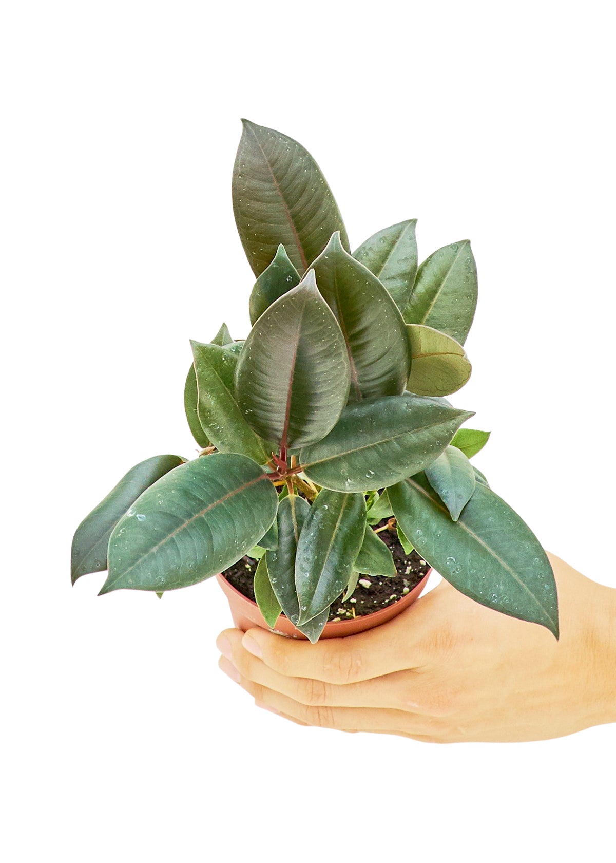 Rubber Tree, Small - growthings plant co.