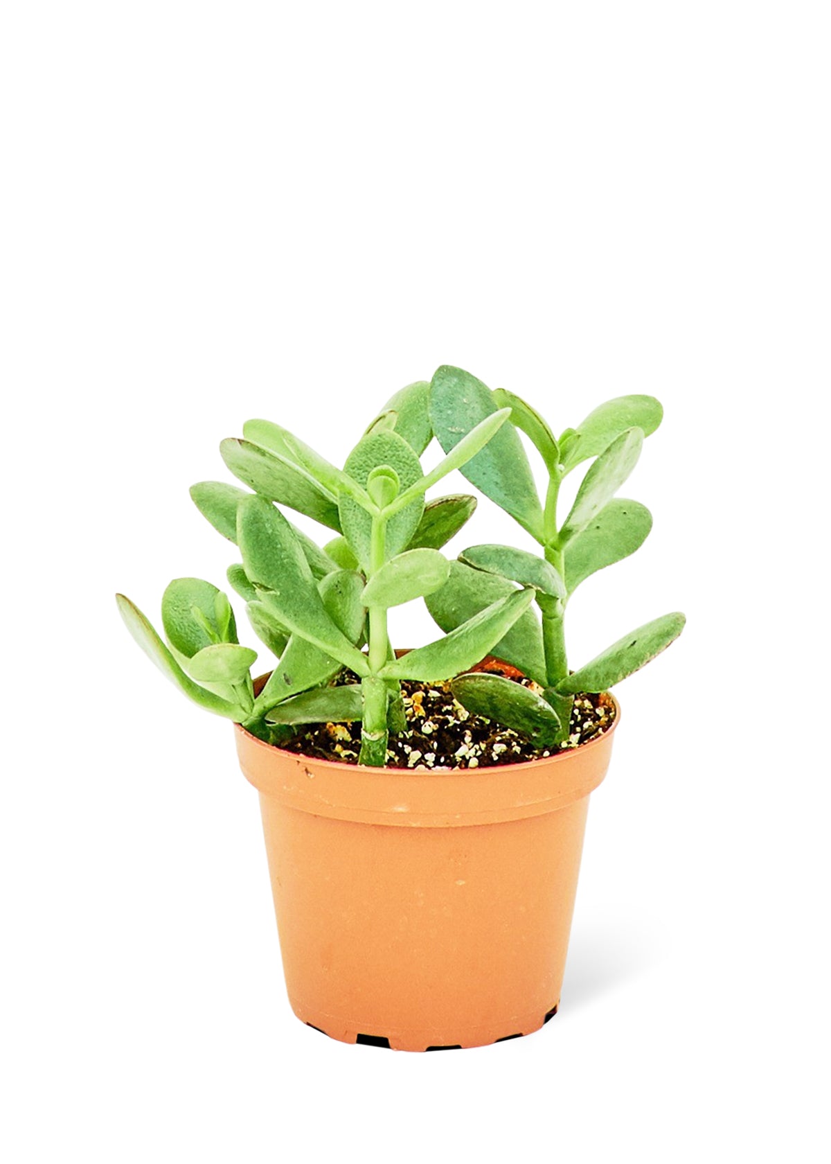 Jade Plant, Small - growthings plant co.