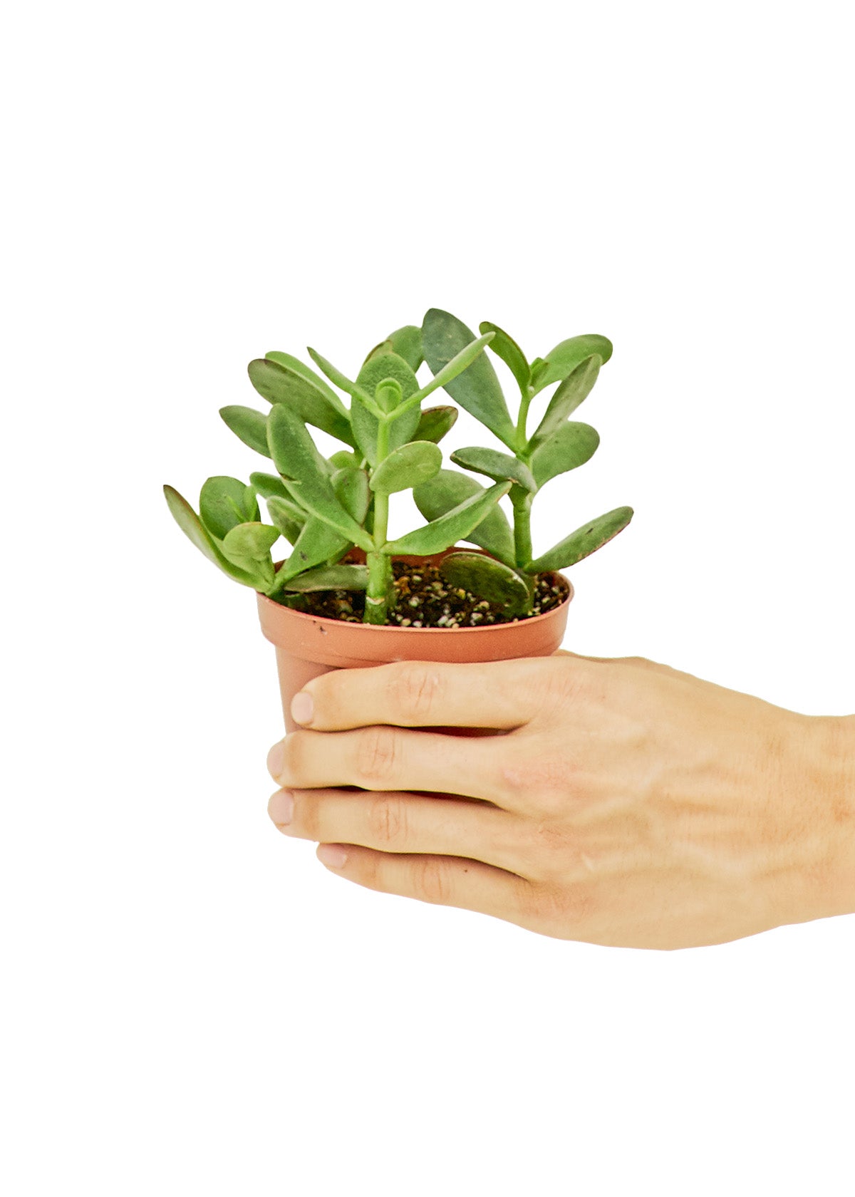 Jade Plant, Small - growthings plant co.