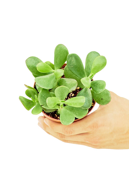 Jade Plant, Small - growthings plant co.