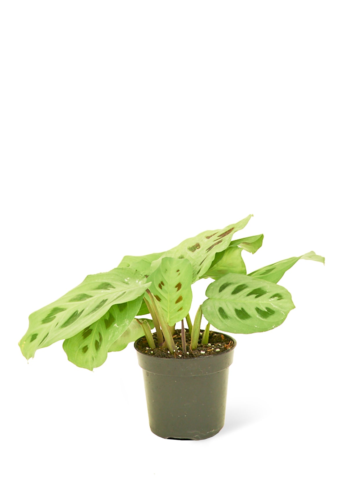 Prayer Plant 'Beauty Kim', Small - growthings plant co.