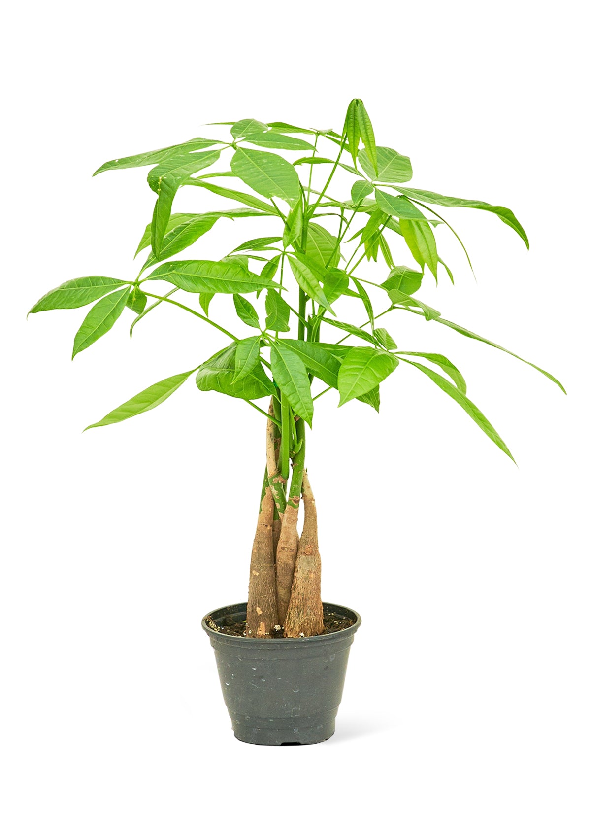 Braided Money Tree, Small - growthings plant co.