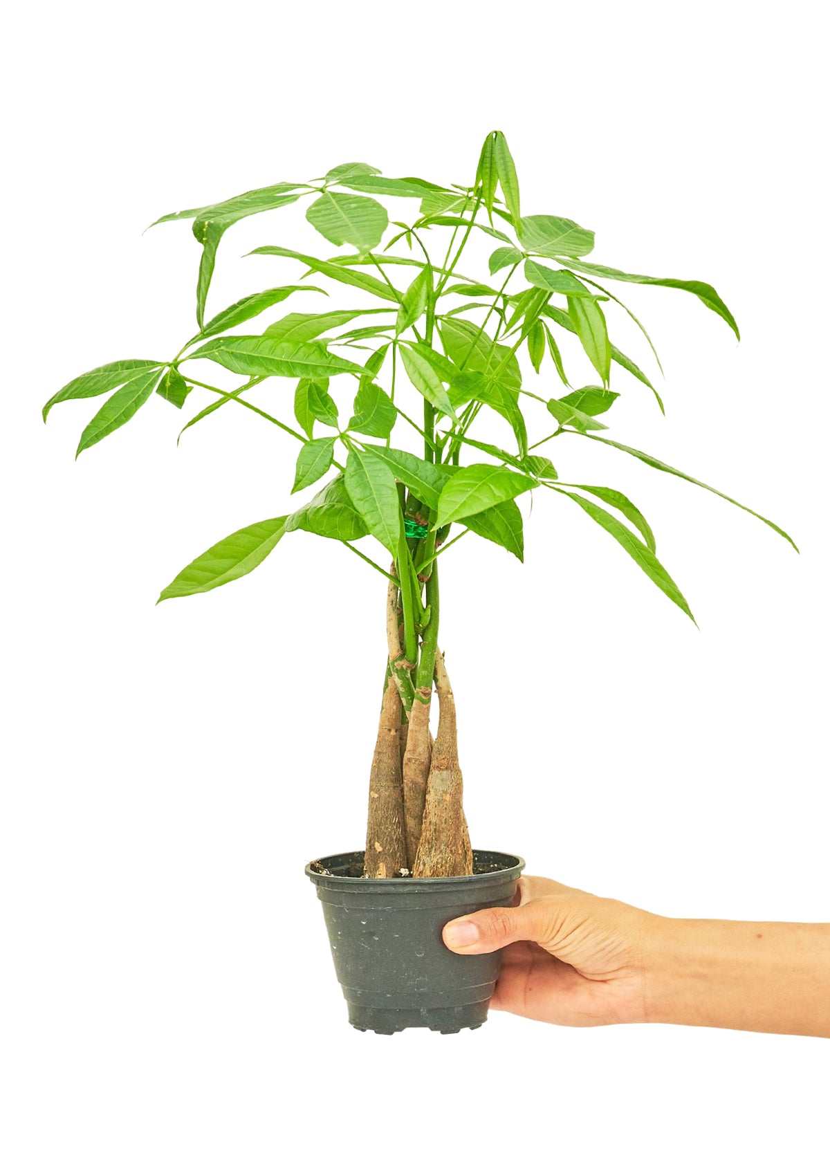 Braided Money Tree, Small - growthings plant co.