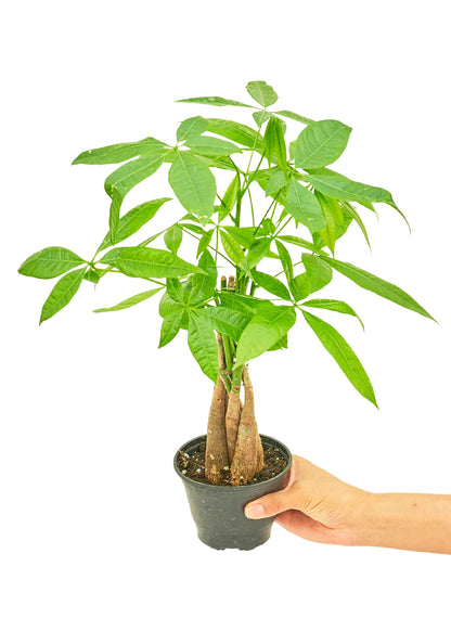 Braided Money Tree, Small - growthings plant co.