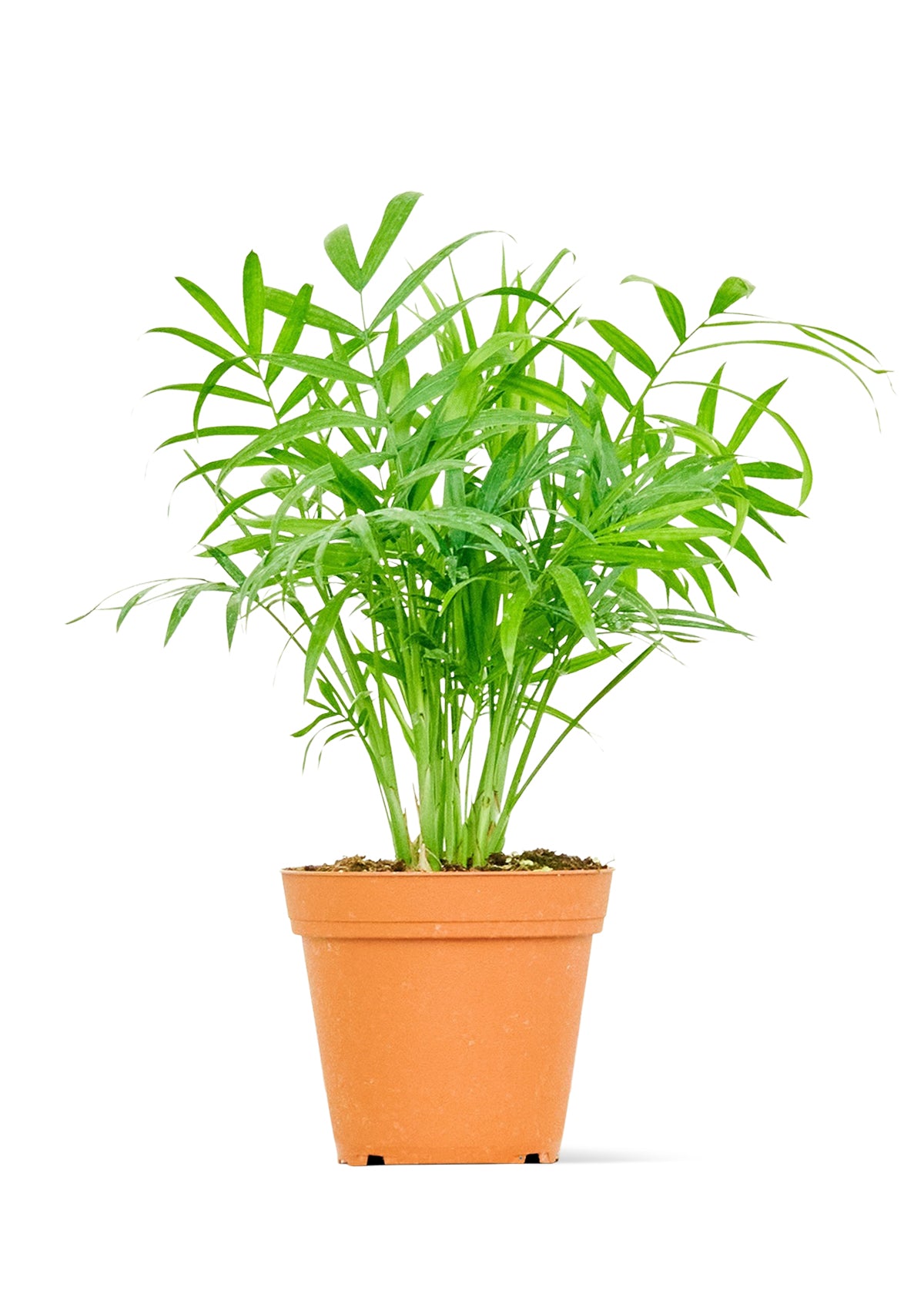 Parlor Palm, Small - growthings plant co.