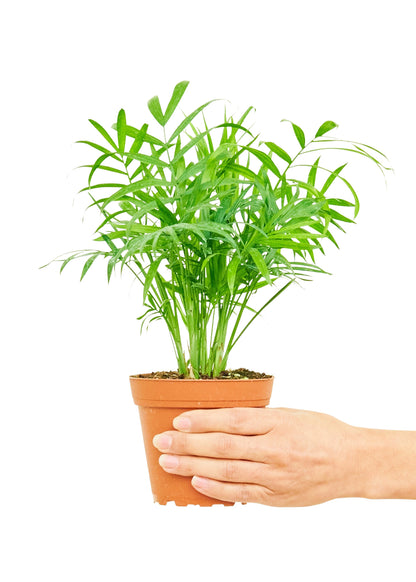 Parlor Palm, Small - growthings plant co.