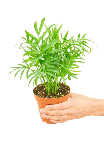 Parlor Palm, Small - growthings plant co.