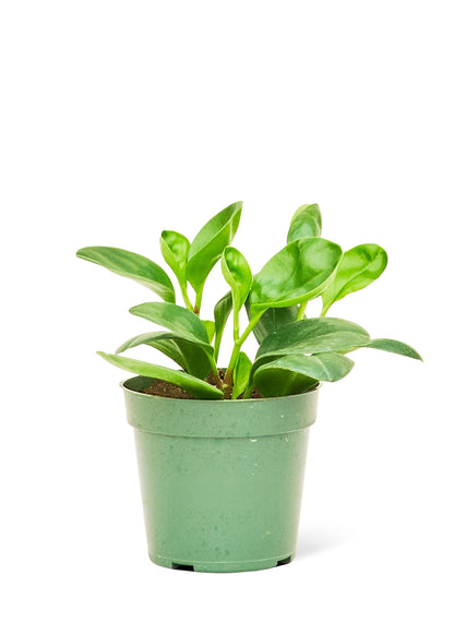 Baby Rubber Plant, Small - growthings plant co.