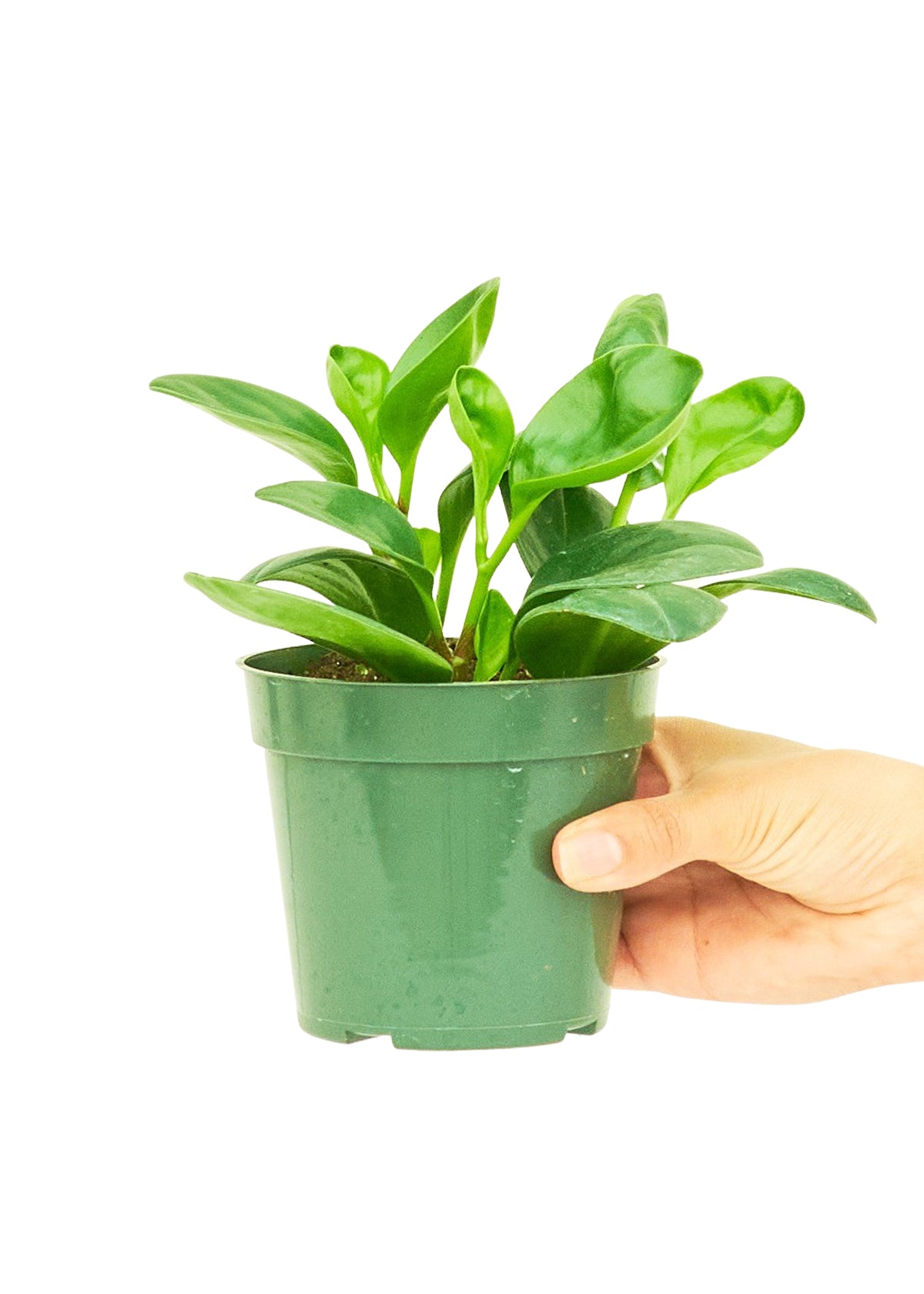 Baby Rubber Plant, Small - growthings plant co.