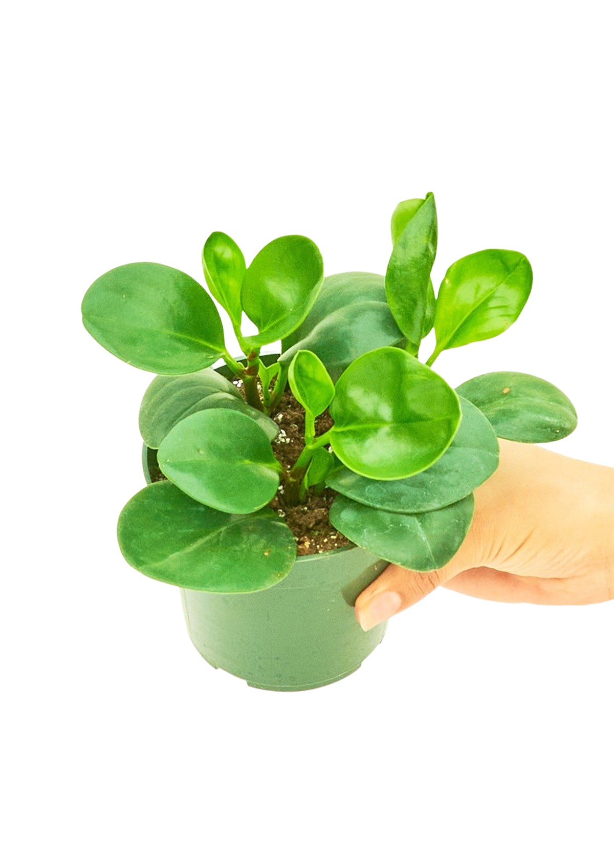 Baby Rubber Plant, Small - growthings plant co.